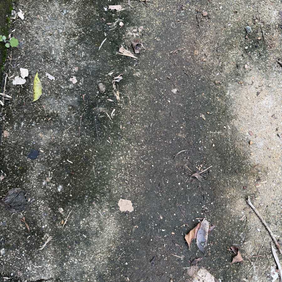 Mouldy concrete path before pressure cleaning in Airlie Beach